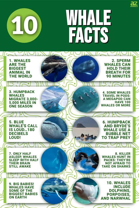 facts about whales for kids fun facts